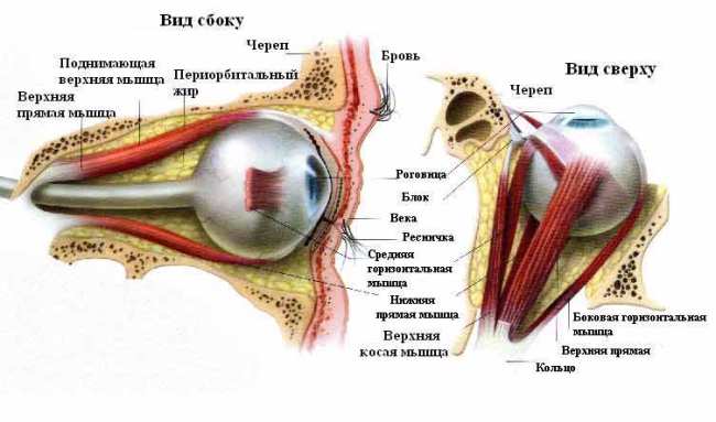Общий вид мышц глаза